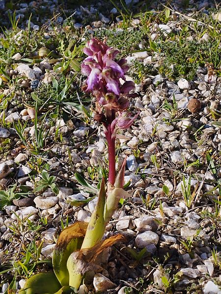 Himantoglossum robertianum  - Gérard Joseph