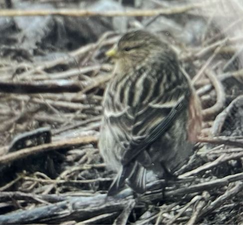 rzepołuch  - Krzysztof Lis