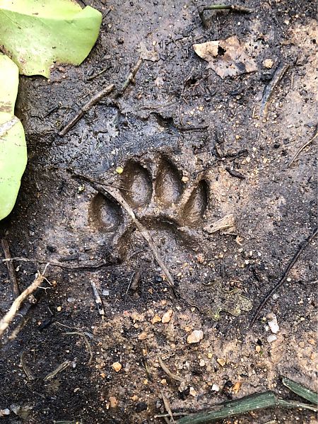 Toixó, teixó  - Raúl Domínguez Tur