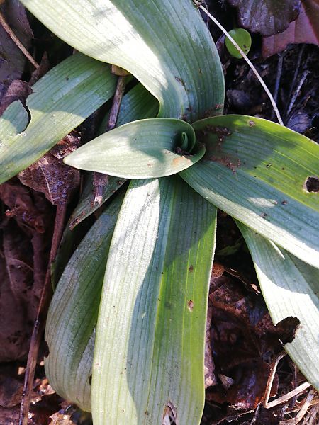 Ophrys apifera  - Laurent Fourneret