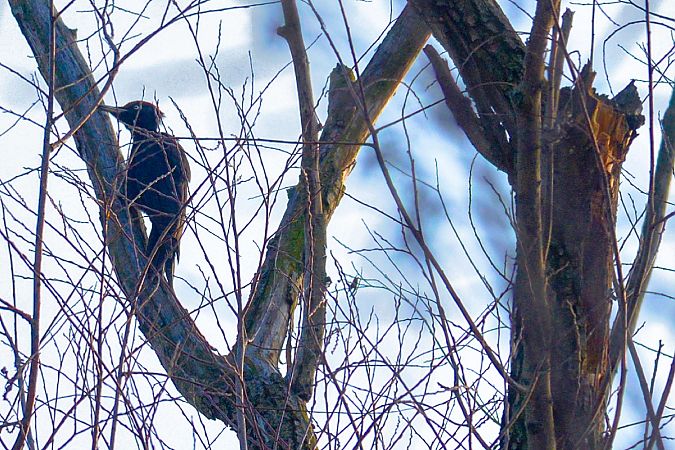 Picchio nero  - Agostino Codazzi