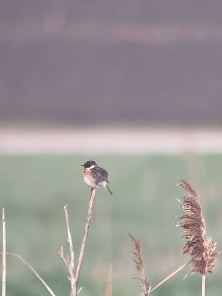 Saltimpalo comune  - Giuliano Zogno