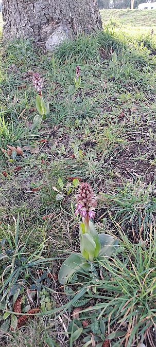 Himantoglossum robertianum  - Marc et M-Joëlle Silvestre