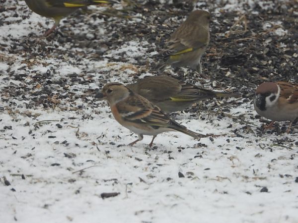 jer  - Adrian Dudkiewicz