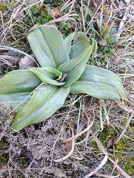 Himantoglossum hircinum  - Alain Fourmann