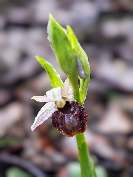 Ophrys arachnitiformis  - Alain Bultez