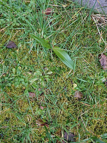 Himantoglossum hircinum  - Alain Castellan