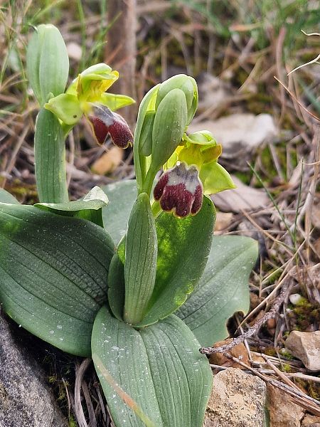 Ophrys forestieri  - Diane Raibaut