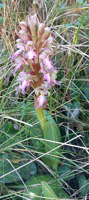 Himantoglossum robertianum  - Gerard Chassan