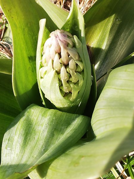 Himantoglossum robertianum  - Laurent Fourneret