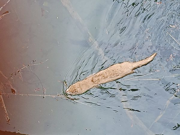 Visone americano  - Gabriele de Nadai