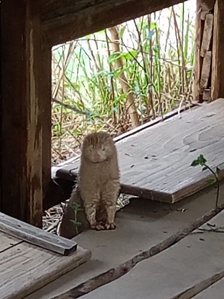 Visone americano  - Gabriele de Nadai