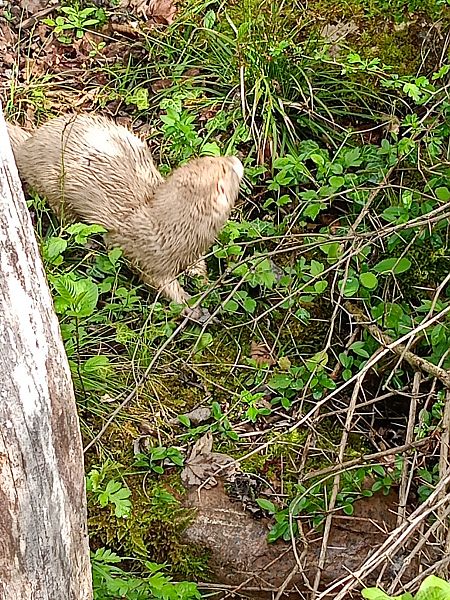 Visone americano  - Gabriele de Nadai