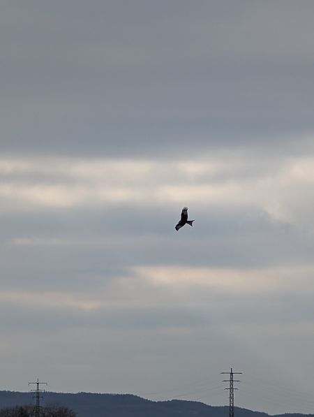 kania ruda  - Konrad Uryga