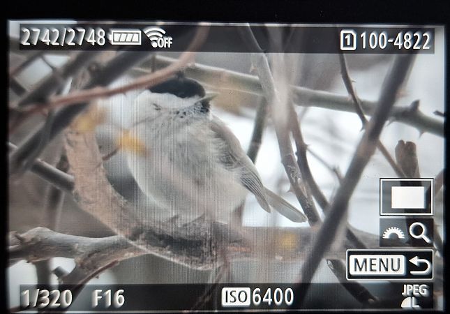 sikora uboga  - Tomasz Doroń