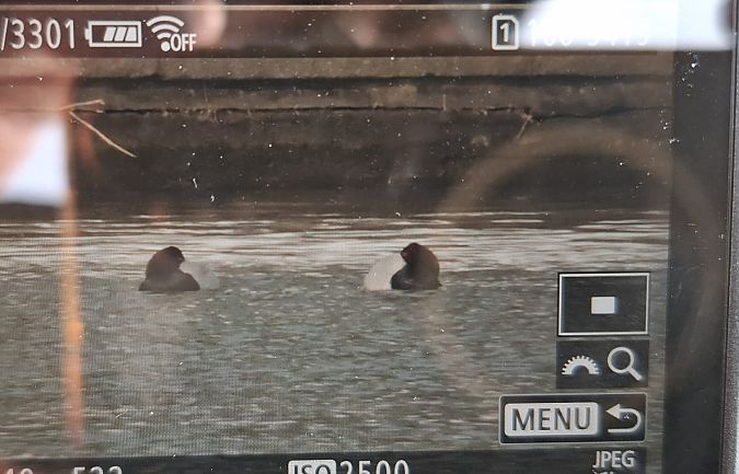 głowienka  - Tomasz Doroń