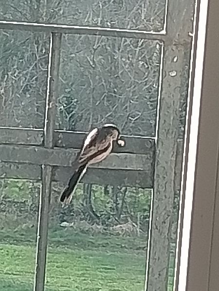 Codibugnolo  - Gabriele Papale