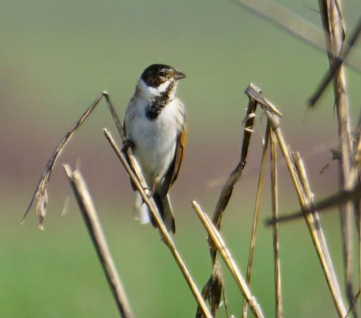 Migliarino di palude  - Lorenza Venturini