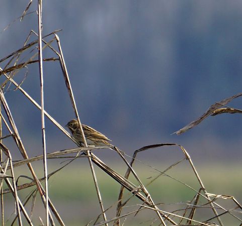 Migliarino di palude  - Lorenza Venturini