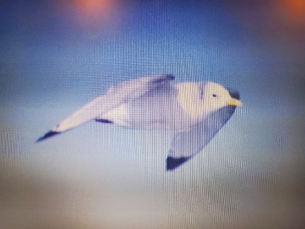 Antxeta hankabeltza  - Caroline Dunesme