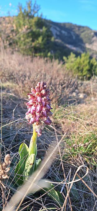 Himantoglossum robertianum  - Yolande Lansonneur