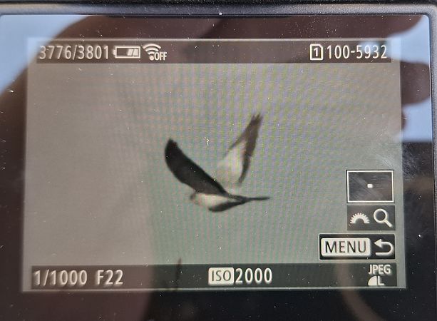 siniak  - Tomasz Doroń