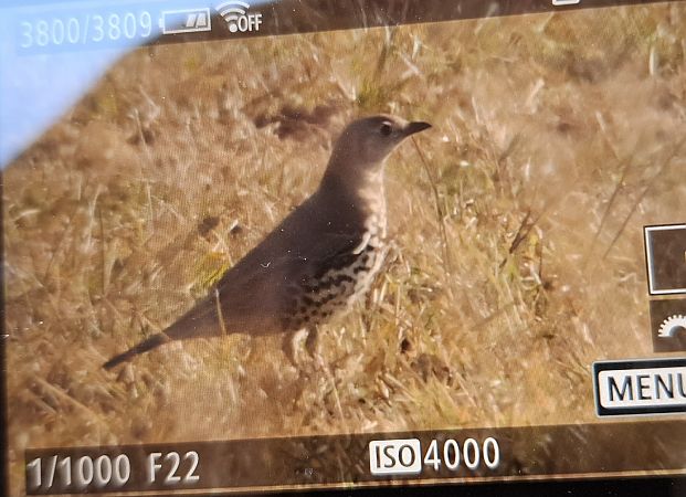 paszkot  - Tomasz Doroń