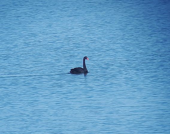 Cigno nero  - Lino Lipparini