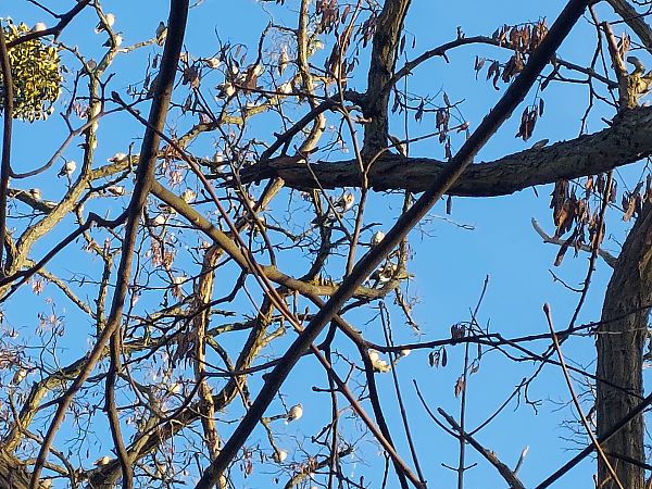 jemiołuszka  - Andrzej Dylik