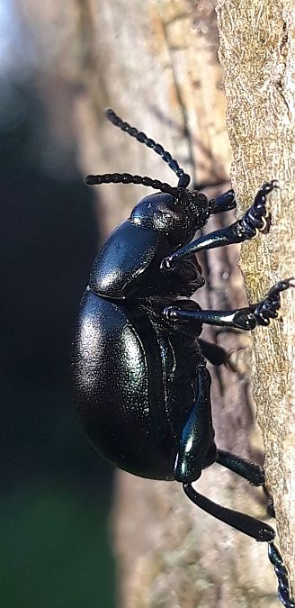 Timarcha nicaeensis  - Michele Cento