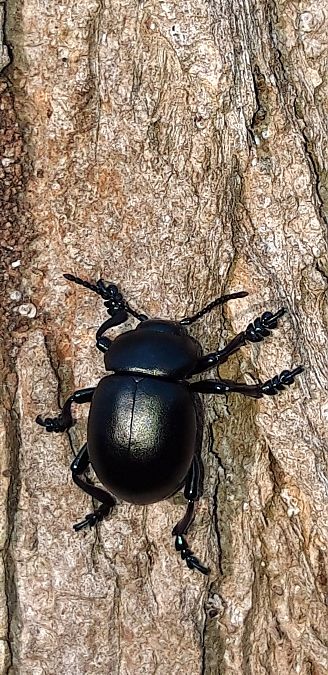 Timarcha nicaeensis  - Michele Cento