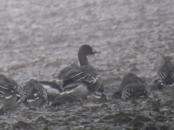 Oie de la taïga  - Krystian Pytel