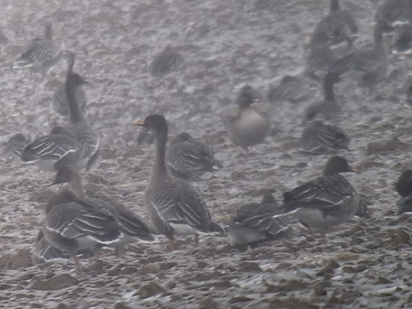 Oie de la taïga  - Krystian Pytel