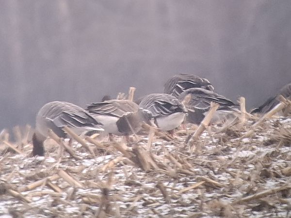 gęś krótkodzioba  - Krystian Pytel
