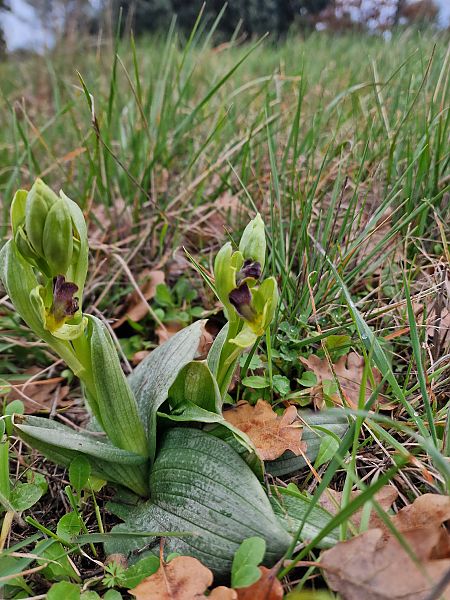 Ophrys forestieri  - Diane Raibaut