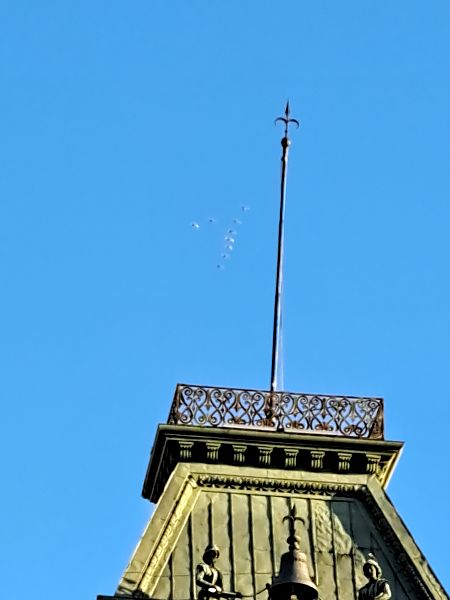 Cigno reale  - Stefano Sava