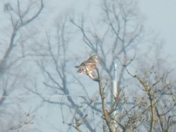 Hibou des marais  - Ewa Nalepa