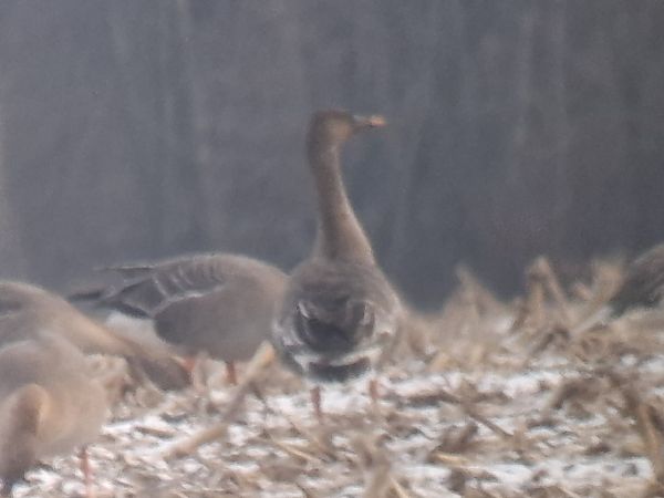 Waldsaatgans  - Krystian Pytel