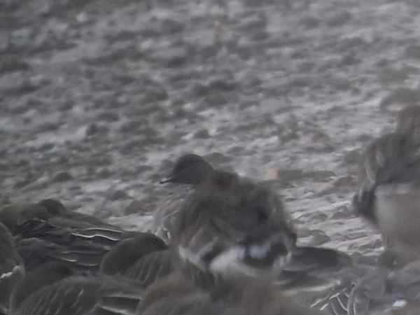 gęś krótkodzioba  - Krystian Pytel