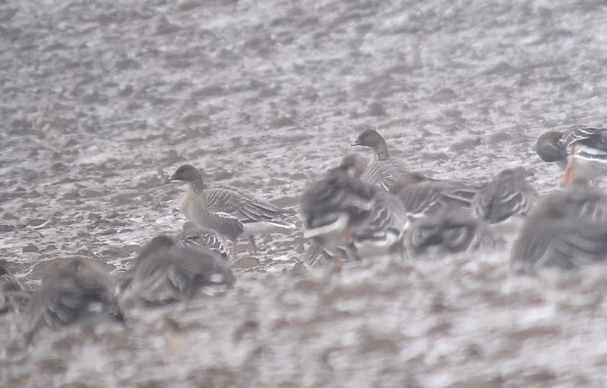 gęś krótkodzioba  - Krystian Pytel