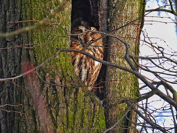 puszczyk  - Kacper Mikulski
