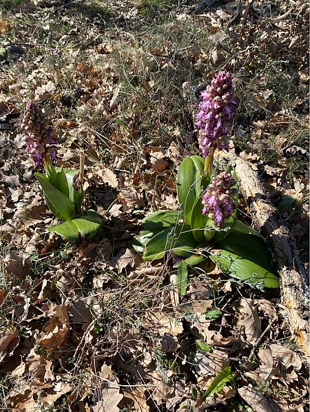 Himantoglossum robertianum  - Alain Darmuzey