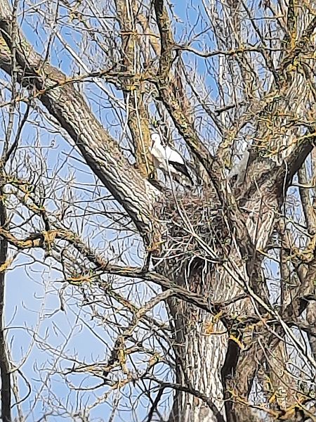 Cicogna bianca  - Bassano Riboni