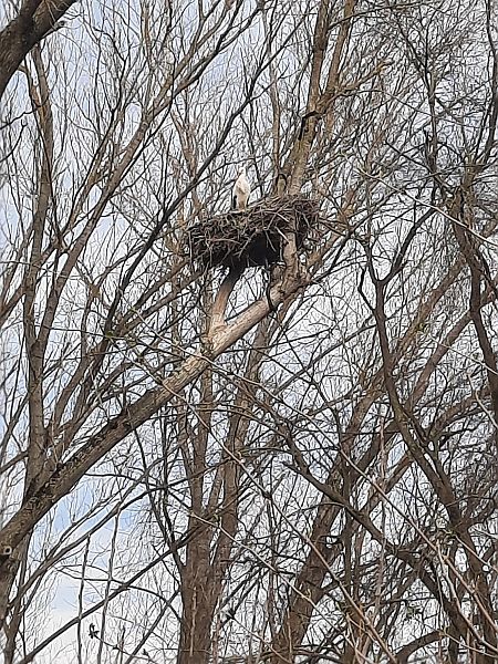 Cicogna bianca  - Bassano Riboni