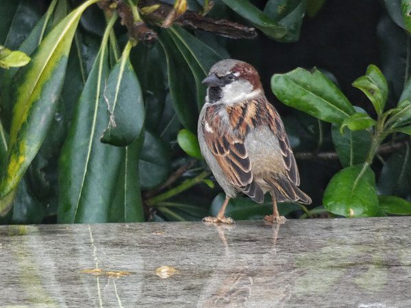 Passera oltremontana  - Stefano Sava