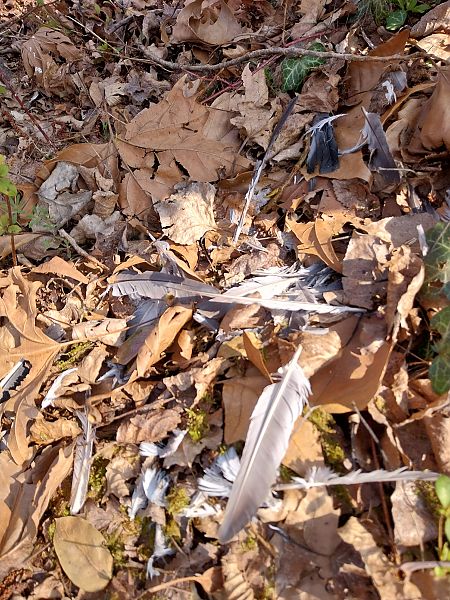 Colombaccio  - Enrico Catalano