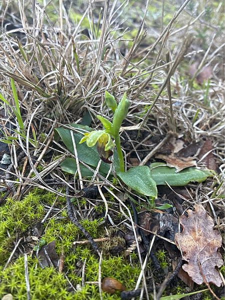 Ophrys forestieri  - Jordi Prat