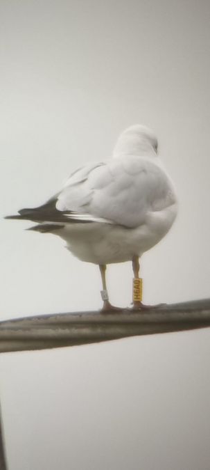 Gabbiano comune  - Lorenza Venturini