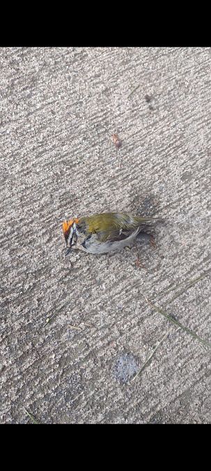 Bruel  - Joan Guillamon