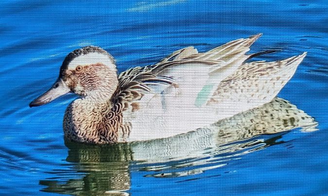 Xarrasclet  - Ferran Pujol